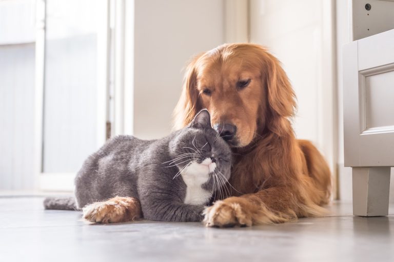 golden retriever dog and gray amercian shorthair cat sitting side by side on the floor.